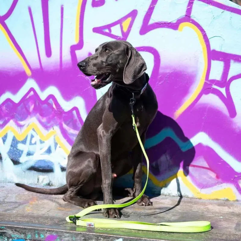 Laisse d'entraînement pour chiens multipoints - Urban Trek - Jaune neon fluo - Long Paws - A associer avec le collier Urban Trek