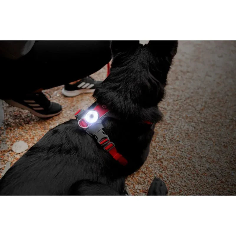 Lumière de sécurité pour chiens, chats et chevaux - GO2 Ezydog - Existe en rouge ou couleur au choix : blanc/rouge/bleu/vert - Idéal en promenade, randonnée, bivouac, ville