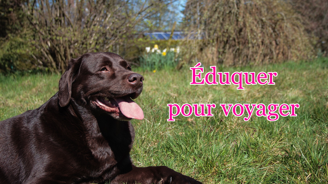10 bonnes raisons d'éduquer son chien pour voyager avec lui