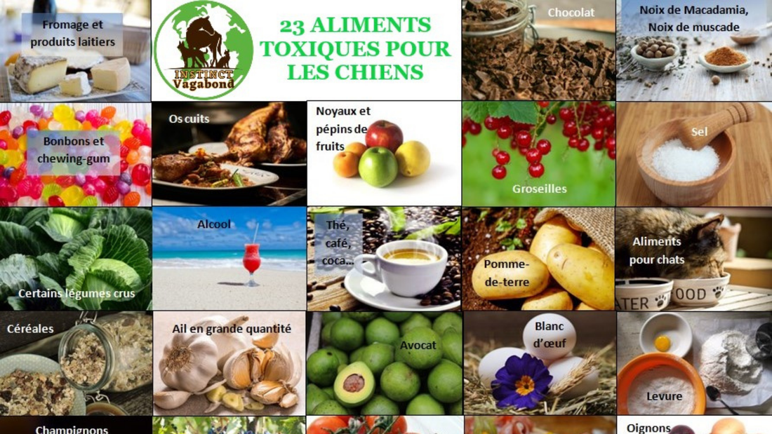 23 aliments dangereux et toxiques pour le chien