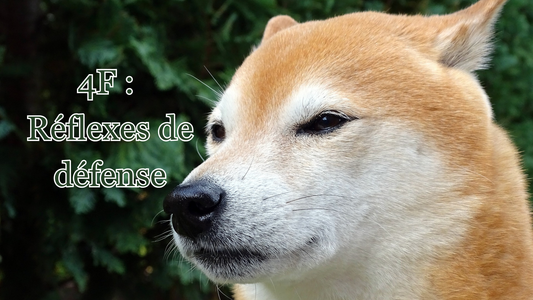 comprendre les réflexes de défense du chien peureux