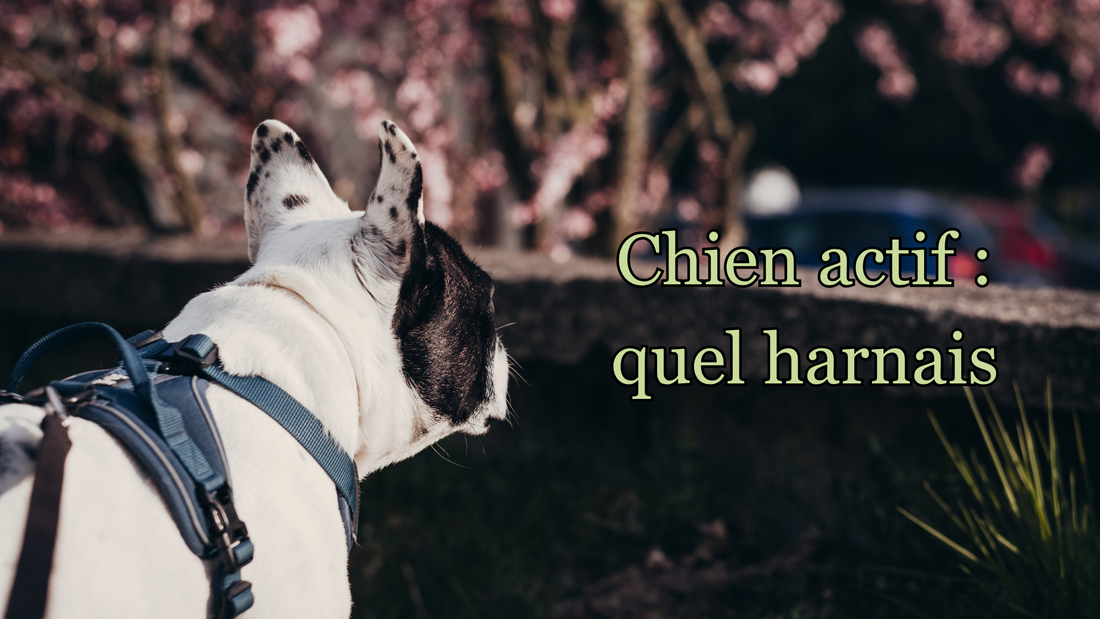 4 types de harnais pour chien actif : guide de choix