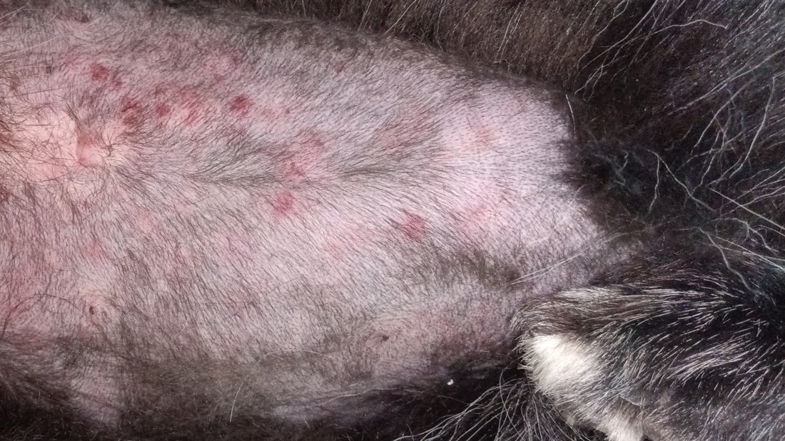 Chien souffrant d'allergies cutanées - étude de cas