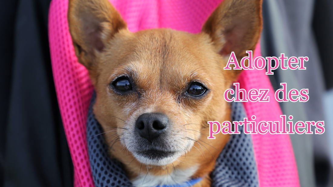 Adopter un chien chez un particulier : réglementation, avantages et conseils