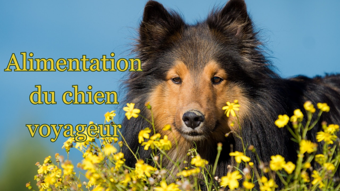 comment bien choisir l'alimentation de son chien en voyage