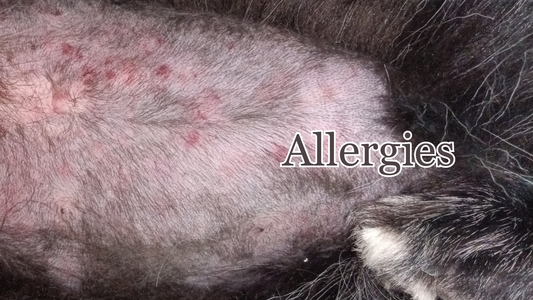 Chien souffrant d'allergies cutanées - étude de cas