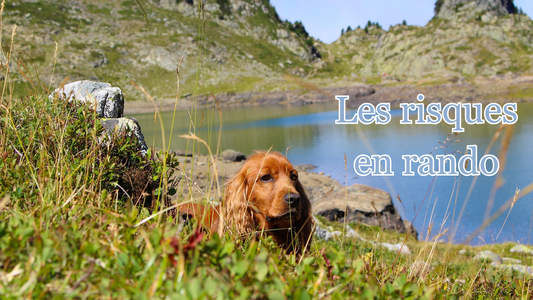 anticiper les risques pour son chien et soi en randonnée