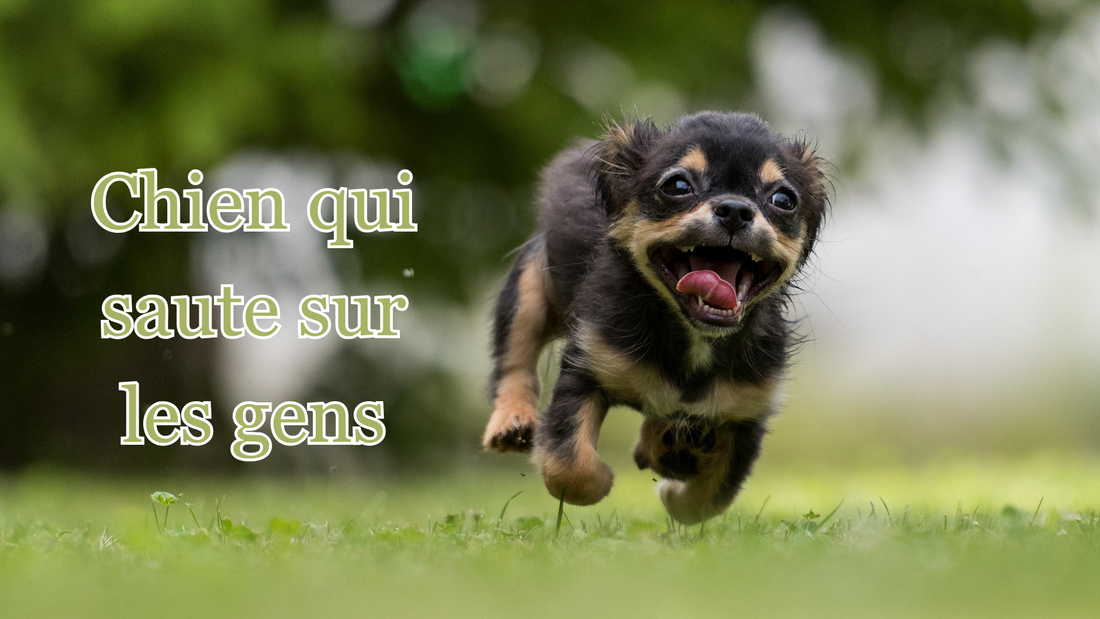 Comment empêcher son chien de sauter sur les gens 