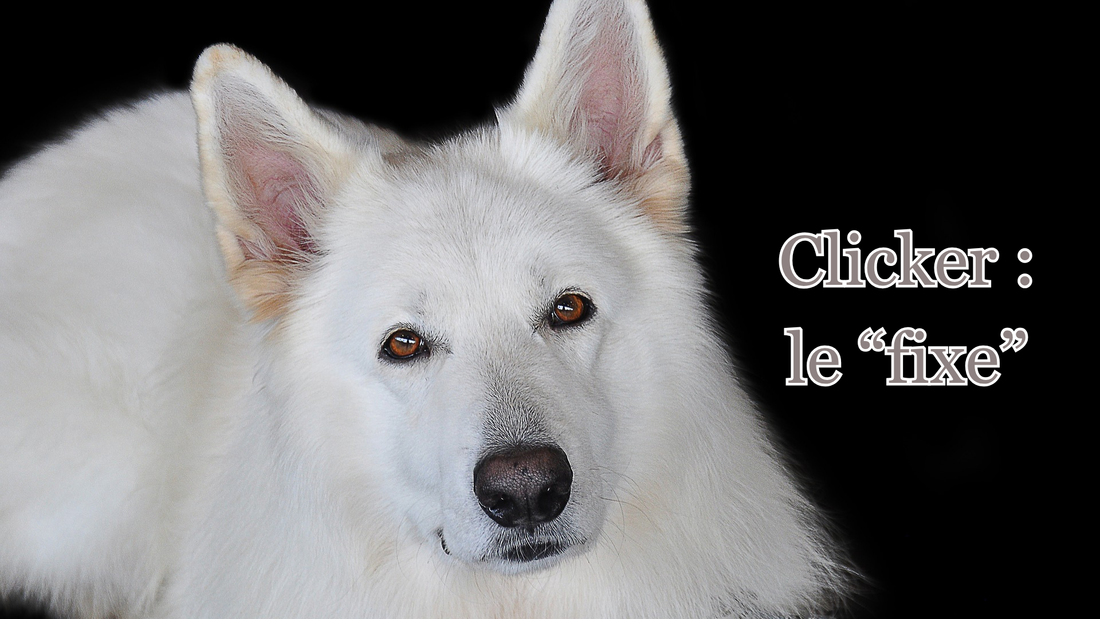 Apprendre le fixe à son chien grâce au clicker : 3 phases d'apprentissage progressif