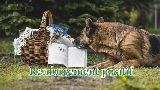 éduquer un chien avec le renforcement positif 