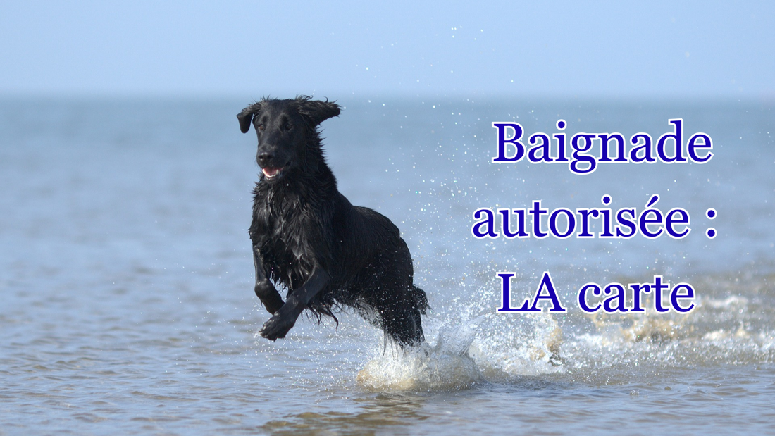 LA carte des lieux de baignade autorisés aux chiens