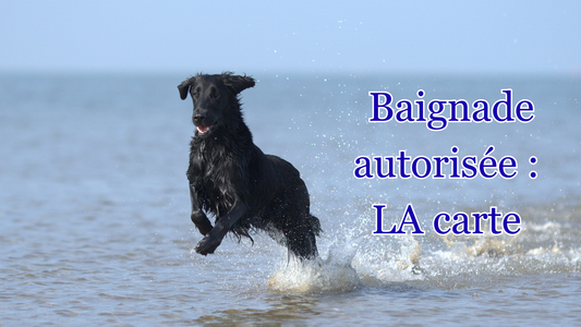 LA carte des lieux de baignade autorisés aux chiens