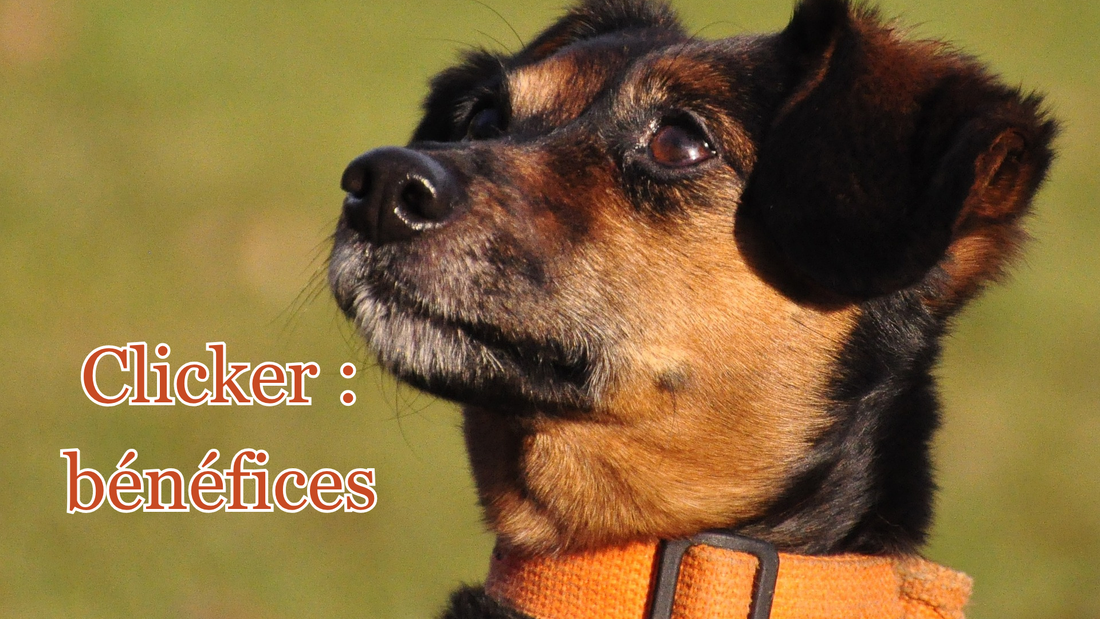 Bénéfices du clicker training en éducation canine positive : techniques et conseils d'utilisation
