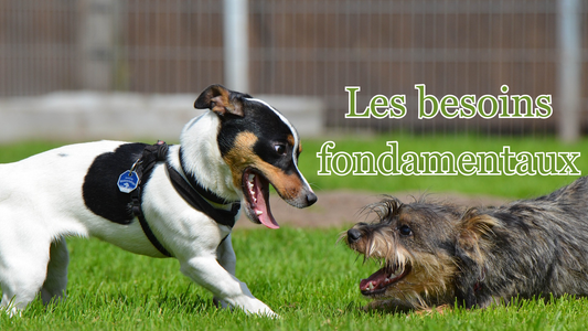 Découvrez les 7 besoins fondamentaux du chien, nécessaires à une vie épanouie