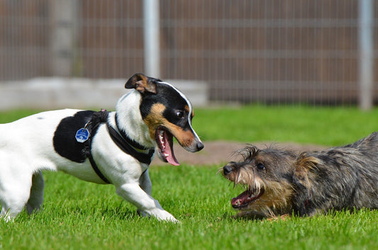Découvrez les 7 besoins fondamentaux du chien, nécessaires à une vie épanouie