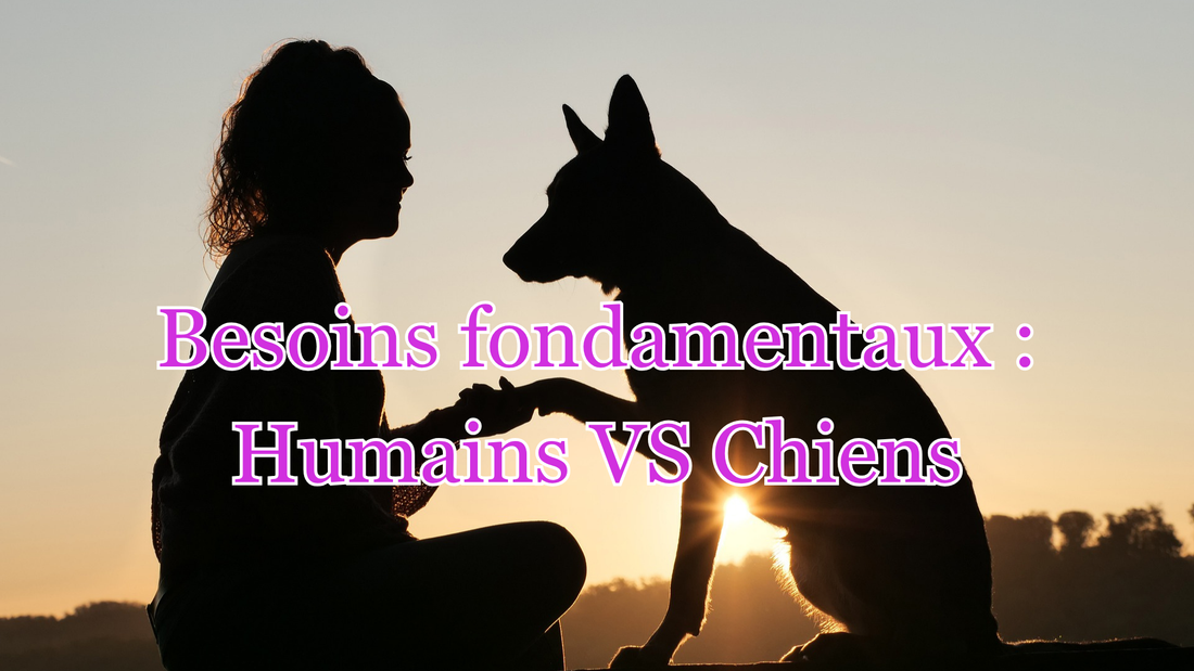 Besoins fondamentaux humains et chiens : peuvent-ils vraiment se comprendre ?