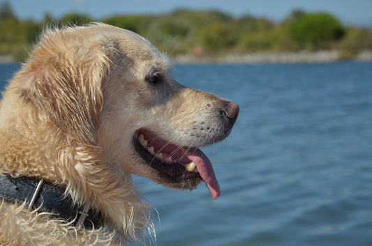 Prendre l’avion avec son chien