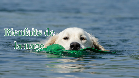 quels sont les bienfaits de la nage pour les chiens 
