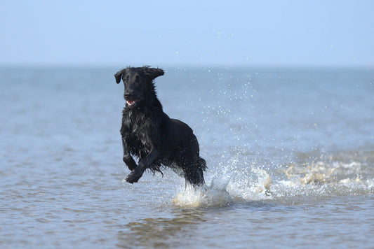 LA carte des lieux de baignade autorisés aux chiens