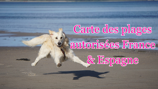 plages autorisées aux chiens en France et en Espagne
