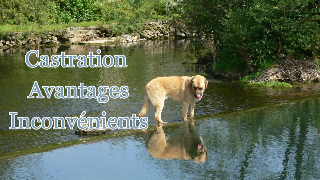 Castration du chien mâle : avantages et inconvénients