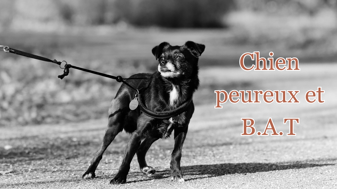 chien peureux : technique du B.A.T