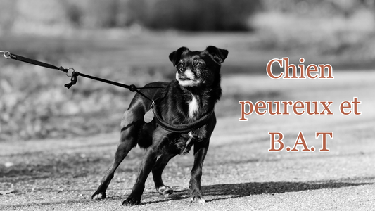 chien peureux : technique du B.A.T