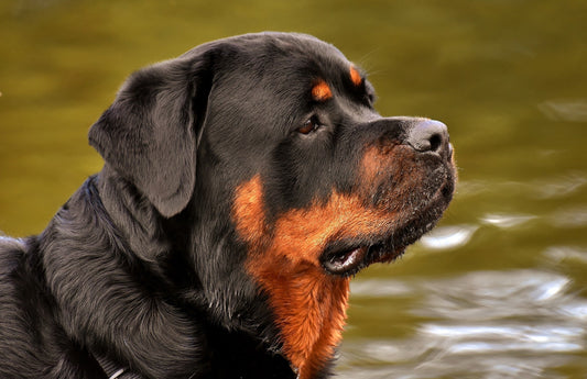 les chiens de catégorie sont agressifs - idée reçue