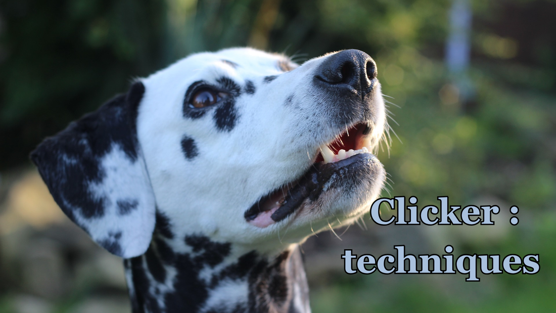Utiliser le clicker en éducation canine avec des friandises