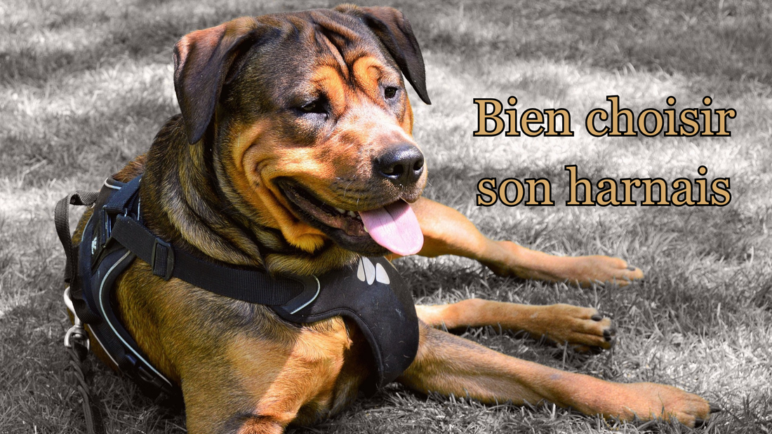 Comment choisir le harnais de son chien en 10 étapes : guide pratique et sélection de modèles