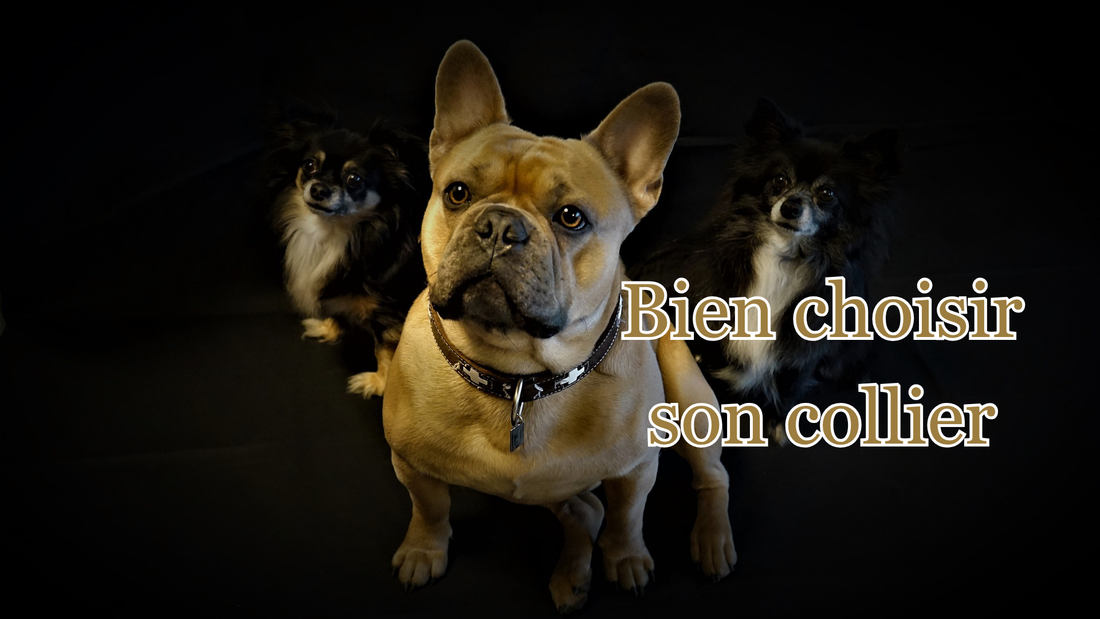 Comment bien choisir le collier de son chien : types, tailles et marques recommandées