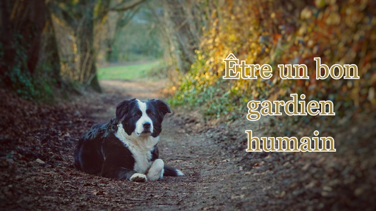 comment devenir le référent de son chien, son gardien