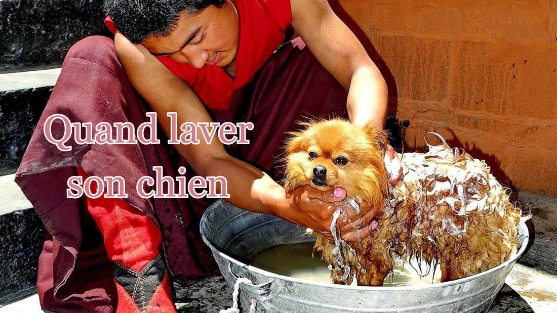 A quelle fréquence laver son chien 