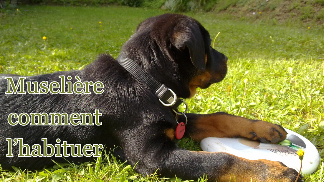 4 étapes pour habituer facilement son chien à la muselière