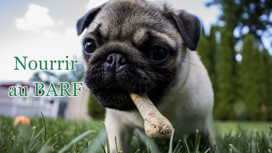 nourrir son chien au BARF : le guide 