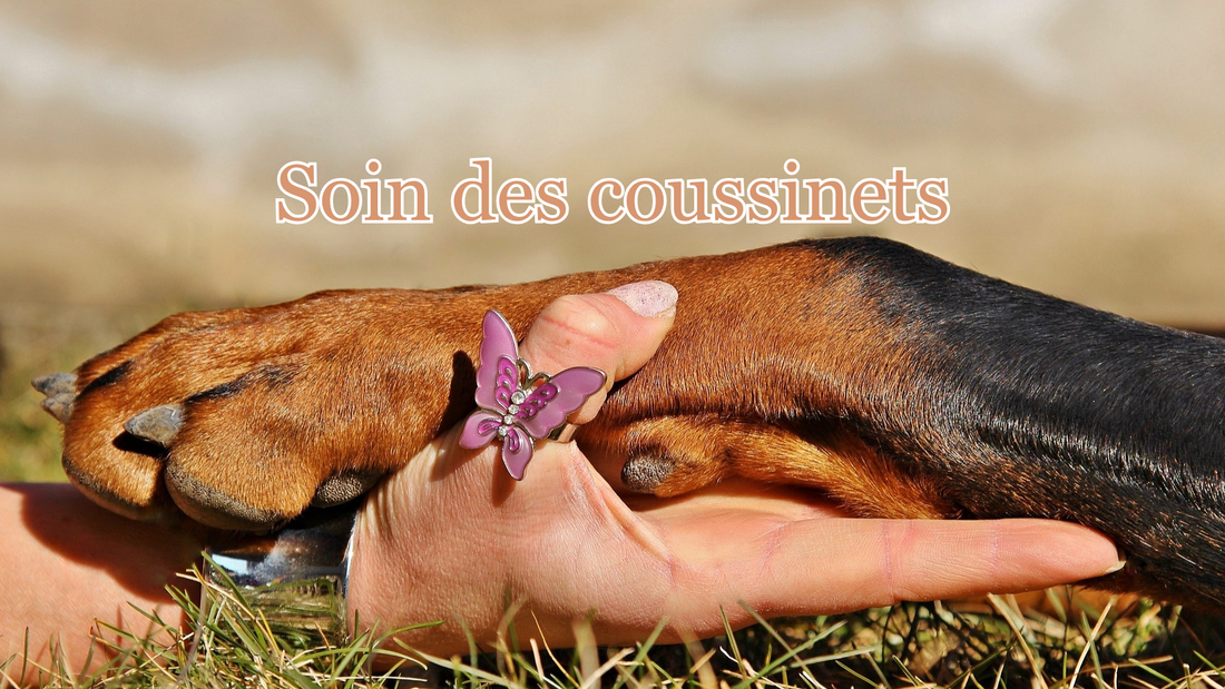 comment protéger, prendre soin et soigner les coussinets du chien 