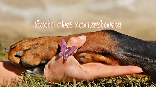 comment protéger, prendre soin et soigner les coussinets du chien 