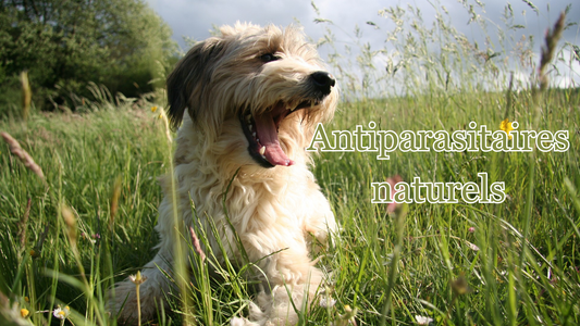 Comment remplacer les antiparasitaires chimiques par du naturel pour protéger son chien