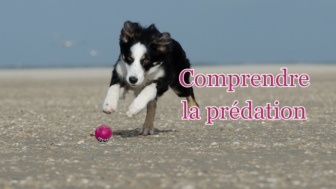 La prédation chez le chien qu'est-ce-que c'est