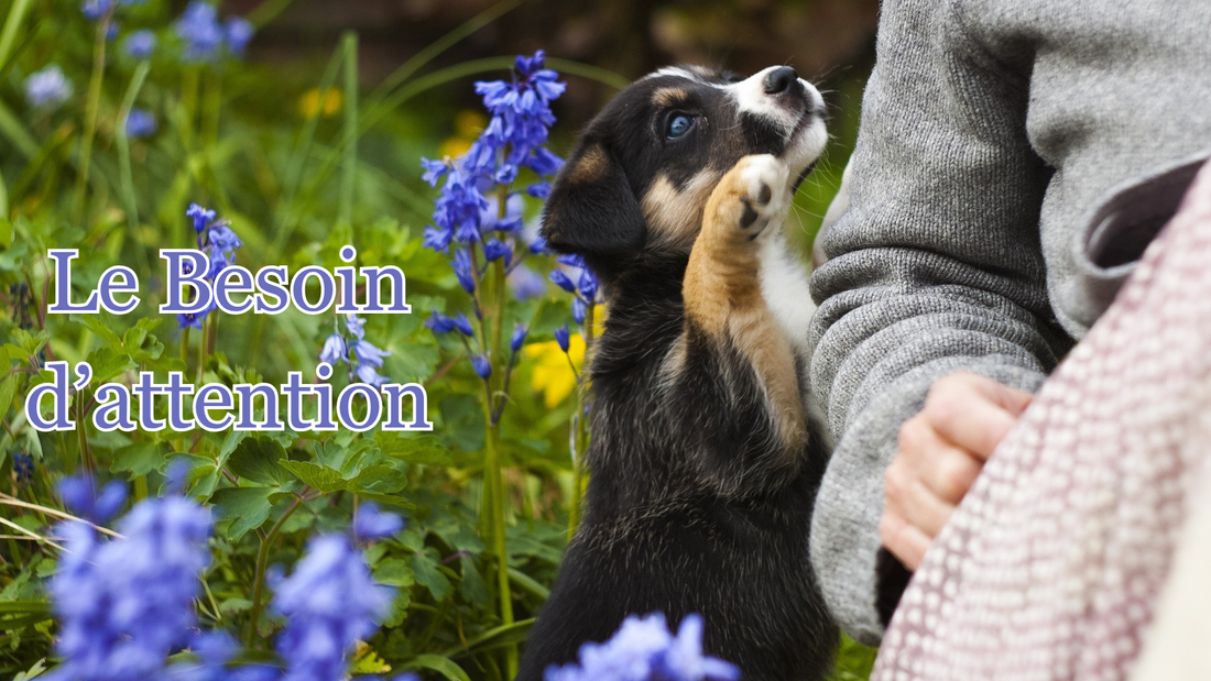 comprendre le besoin d'attention du chien