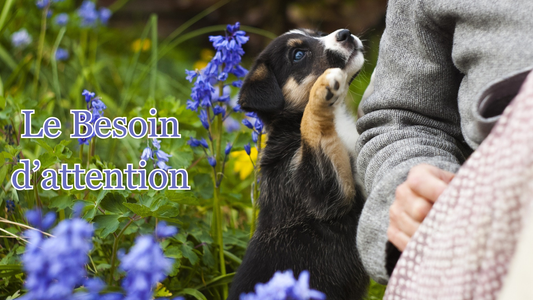 comprendre le besoin d'attention du chien