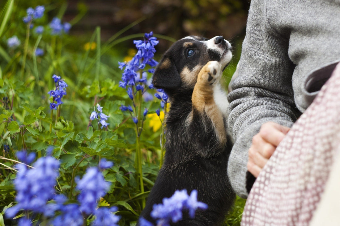 comprendre le besoin d'attention du chien