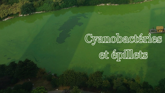 cyanobactéries et épillets : dangers de l'été pour les chiens 