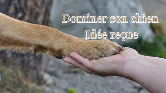 dominer son chien idée reçue 