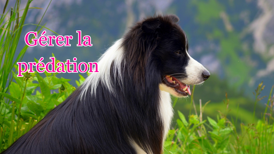 Comment prévenir et gérer le comportement de prédation de son chien : exercices et conseils pratiques