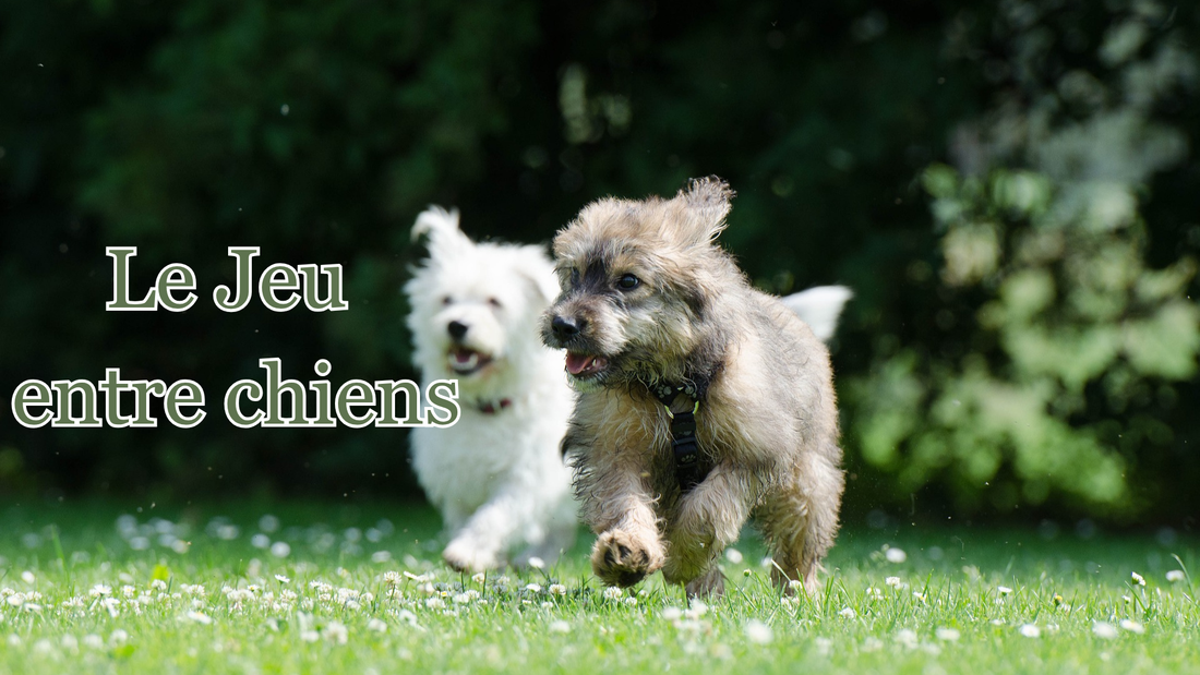 pourquoi et comment gérer le jeu entre chiens 
