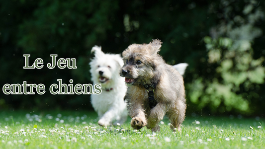 pourquoi et comment gérer le jeu entre chiens 