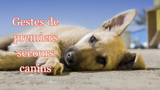 les gestes de premiers secours canins 
