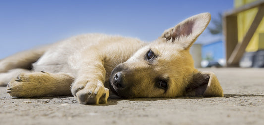 les gestes de premiers secours canins 
