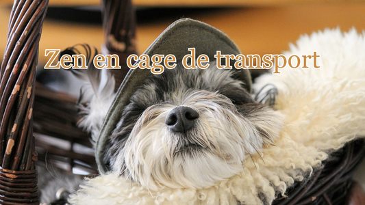 Habituer un chien à la caisse de transport : 5 étapes pour qu'il s'y sente bien